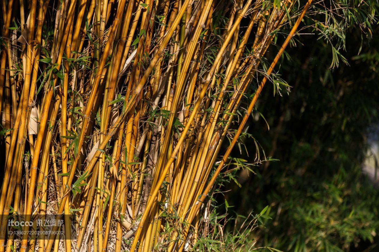 竹子,自然风光,植物