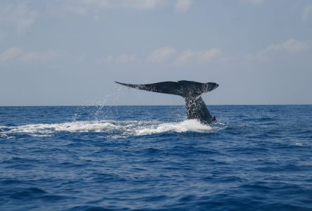 斯里兰卡蓝鲸尾鳍,海洋生物,海洋
