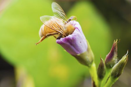 昆虫,节肢动物,虫子,动物,特写