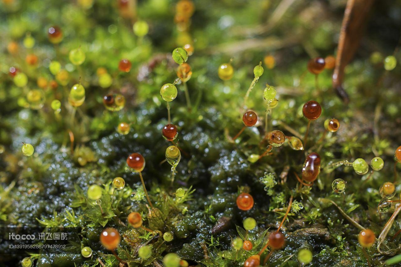 生物,昆虫,葫芦藓