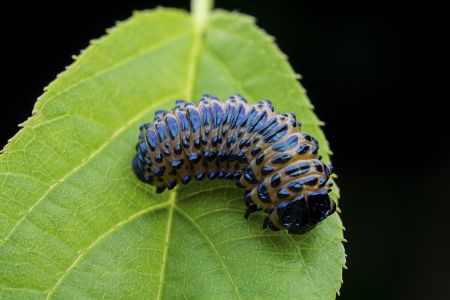 昆虫,毛虫,幼虫,动物,生物,特写,微距