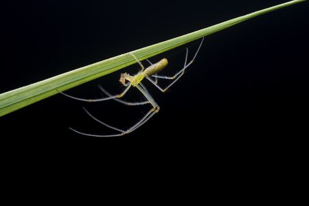 节肢动物,昆虫类,生物,动物,特写,微距,昆虫
