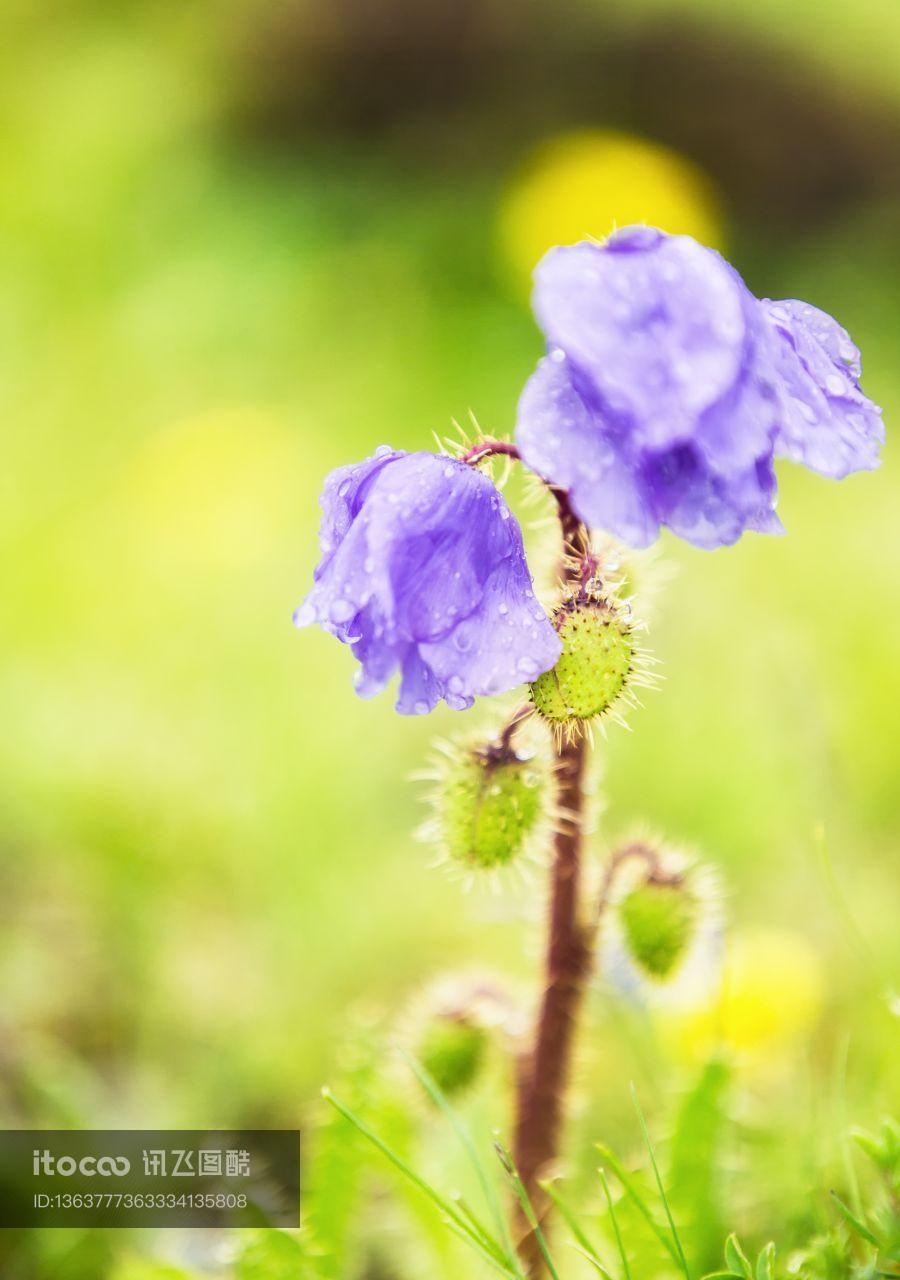 植物,花,生物