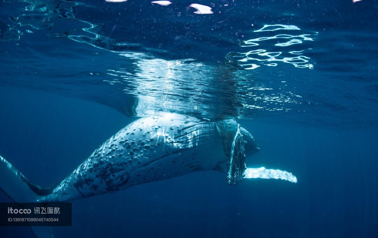 大翅鲸,海洋哺乳动物,哺乳动物