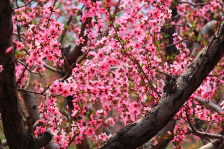 自然风光,植物,花,平谷桃花节,中国,北京
