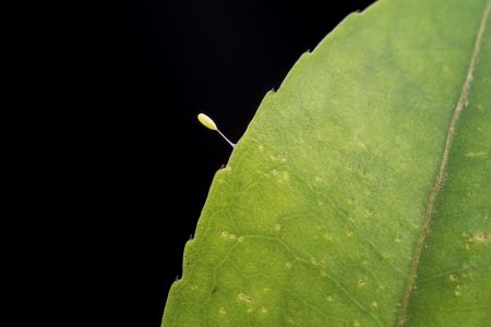特写,黑色背景,虫卵,生物,植物,树叶,动物,昆虫