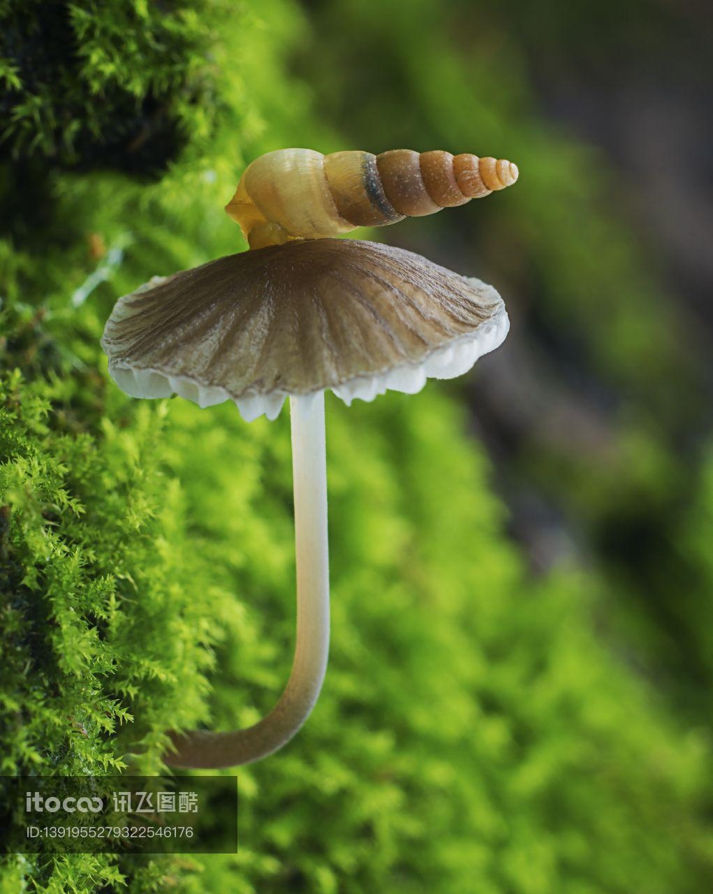 昆虫,蘑菇（块菌）,蜗牛