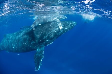 母子座头鲸,海洋哺乳动物,海底鲸鱼,哺乳动物,动物