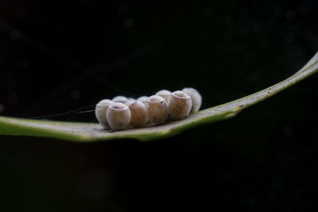 虫卵,昆虫,动物,特写,微距,生物