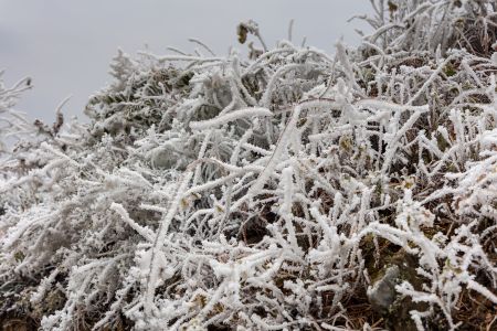 冬天,植物,冰雪,树枝,自然风光