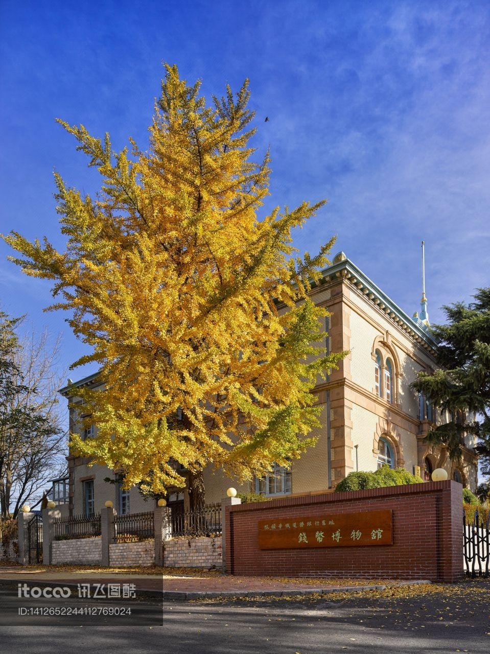 植物,银杏树,建筑