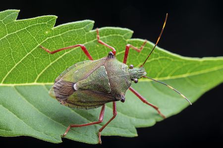 昆虫,节肢动物,动物,生物,特写,昆虫类