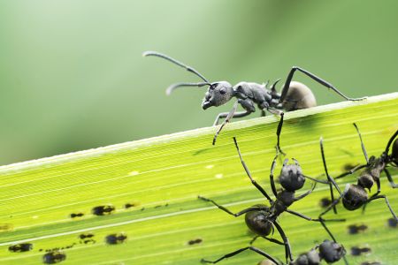 生物,昆虫,蚂蚁,特写,动物,树叶,田园风光,自然,环境,户外,植物