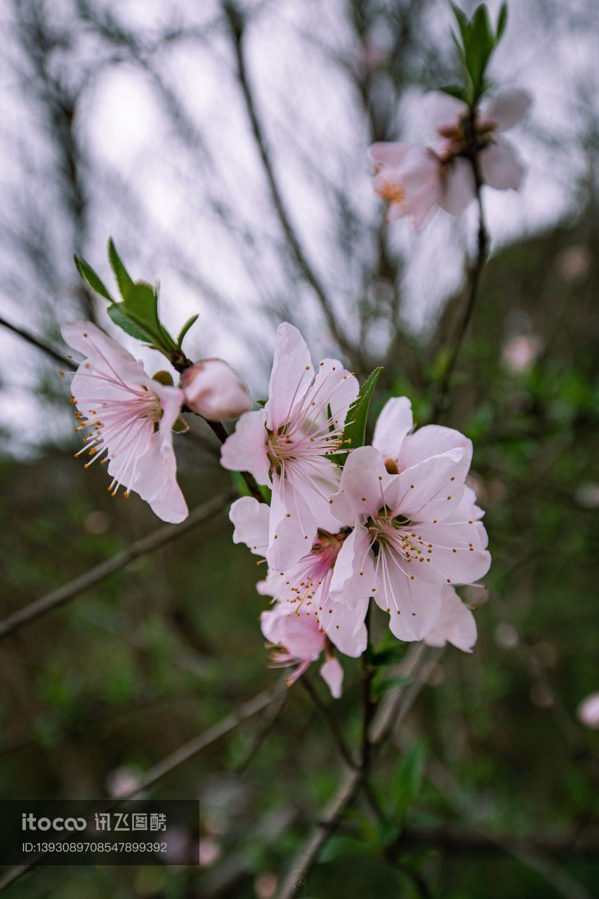 特写,樱花,花