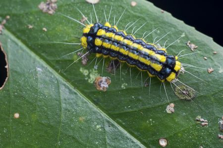 昆虫,毛毛虫,动物,生物,特写,昆虫类,虫子