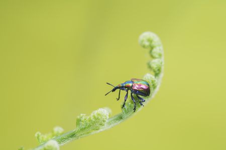 昆虫,节肢动物,动物,生物,特写,微距,昆虫类
