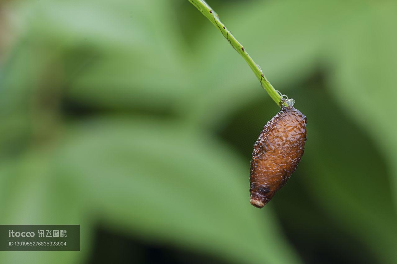 特写,生物,植物