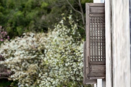 树,特写,植物,建筑,窗户