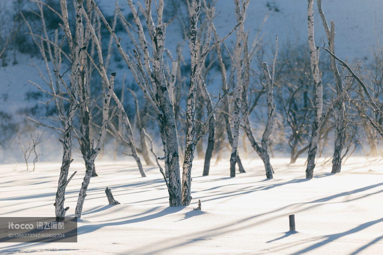 冰雪,树,桦木科