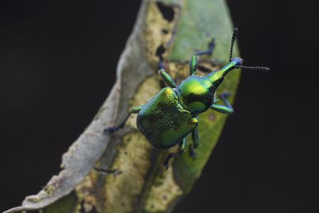 昆虫,节肢动物,虫子,动物,生物,特写