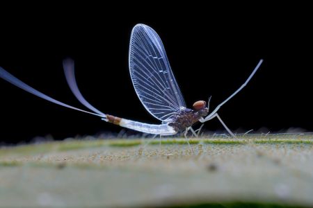 昆虫,节肢动物,动物,生物,特写,微距,昆虫类