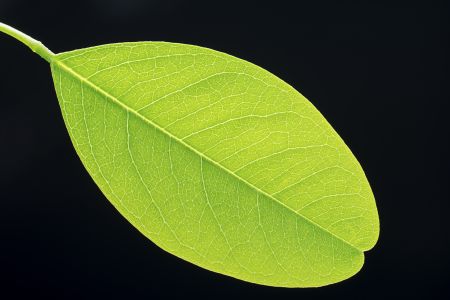 植物,树叶,叶子,生物,微距,特写