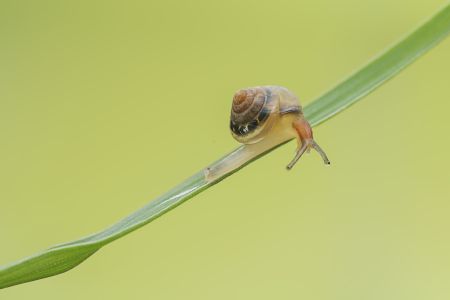 蜗牛,小蜗牛,动物,生物,昆虫,特写,软体类