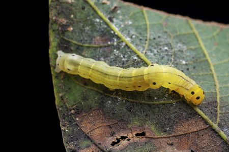 特写,毛毛虫,生物,动物,昆虫,植物,树叶
