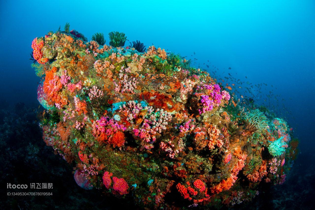 珊瑚,自然风光,生物