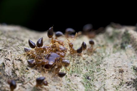 节肢动物,昆虫类,生物,动物,特写,微距,昆虫