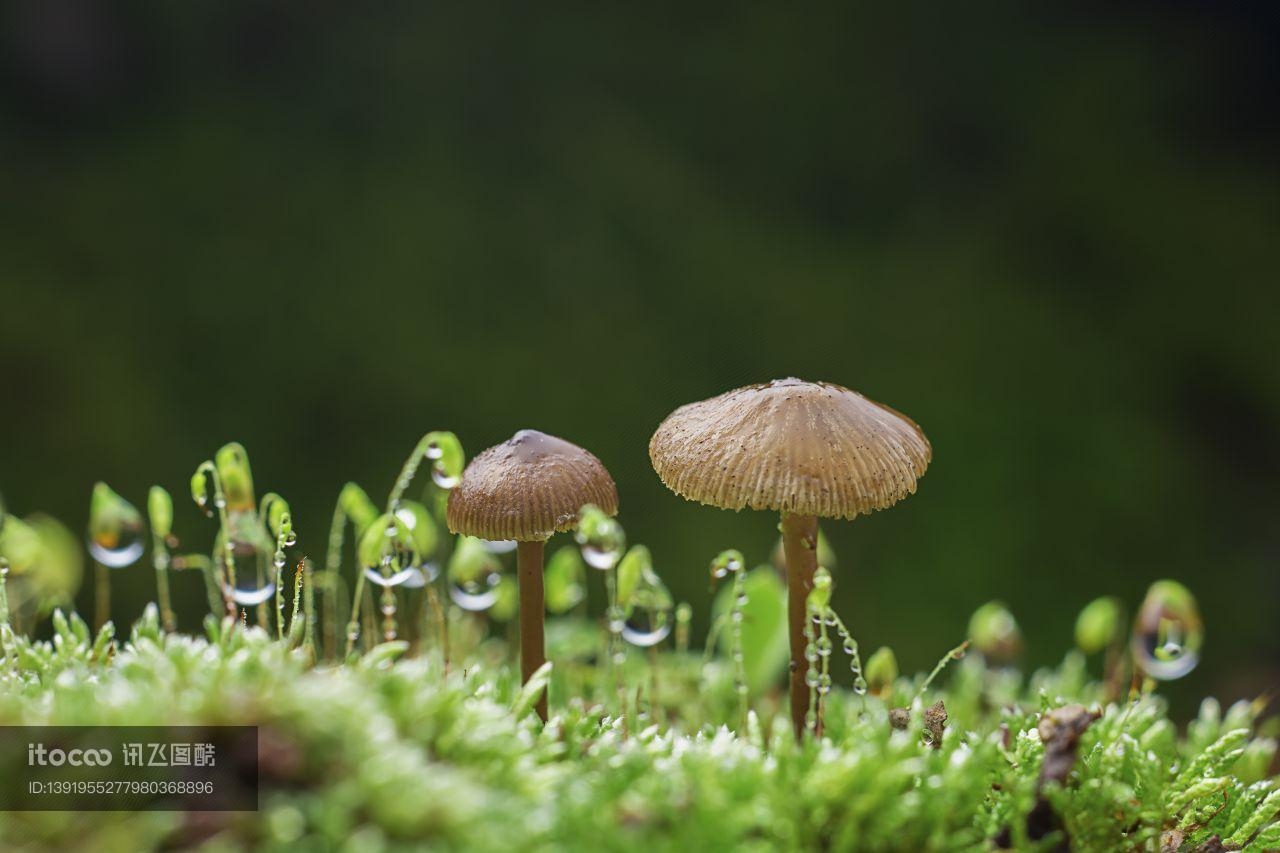 蘑菇（块菌）,植物,田园风光