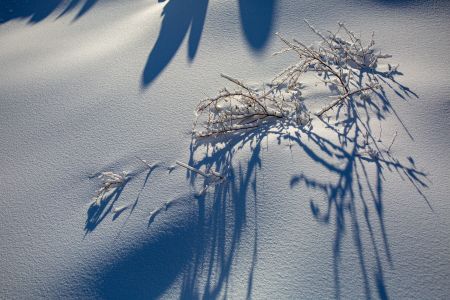 自然风光,雪,特写,枯枝,冰雪,植物