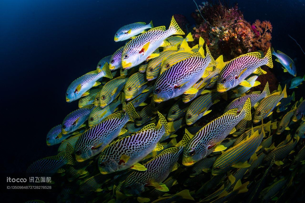 珊瑚礁,火鱼（石鲈科）,自然风光