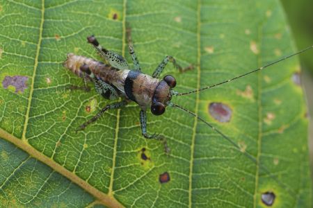 昆虫,生物,毛虫,节肢动物,昆虫类,动物,特写,微距