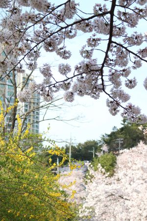 韩国,花,植物,公园,树,自然风光,城镇,树叶,树木,建筑,樱花盛开,樱花树