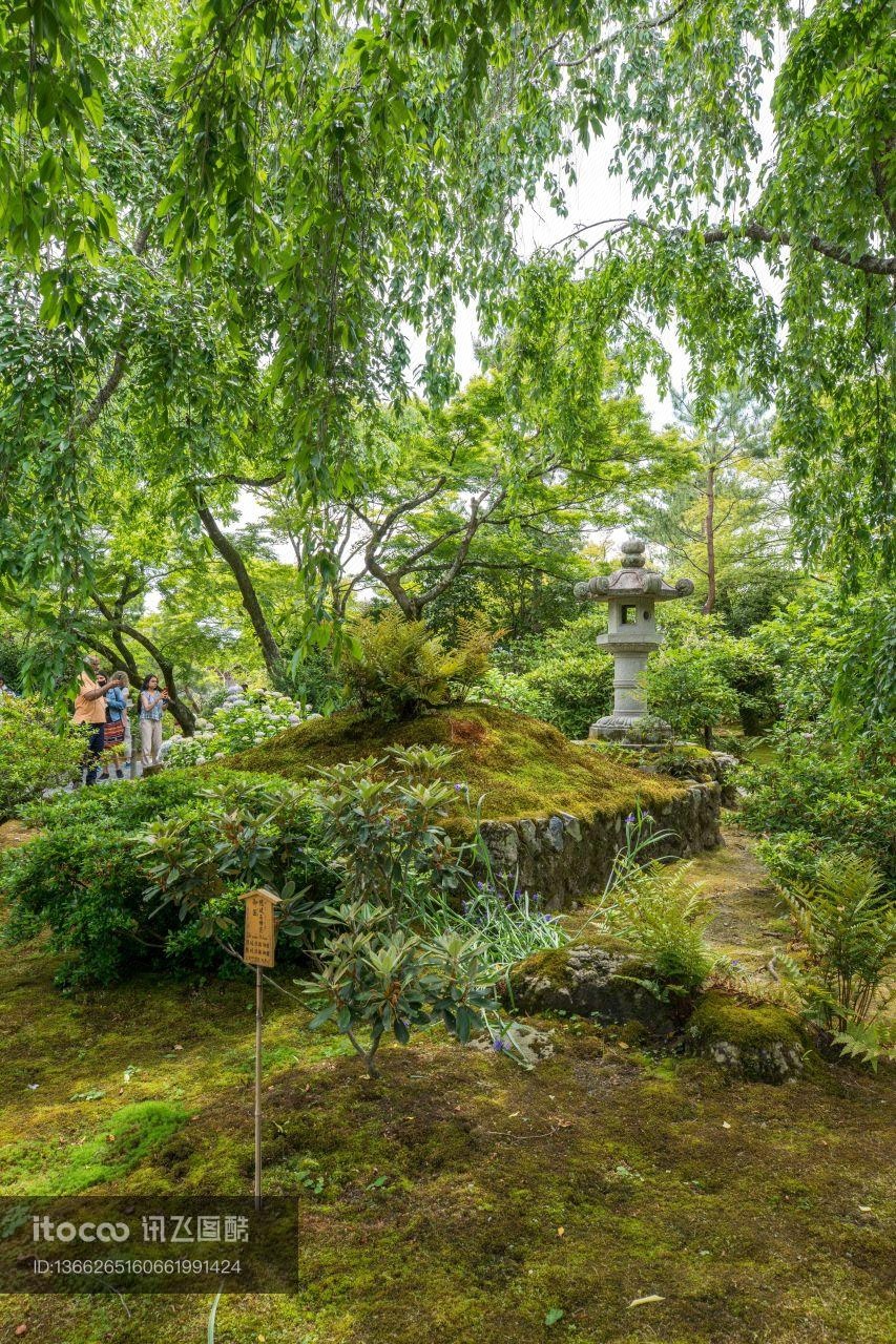 植物,树,自然公园