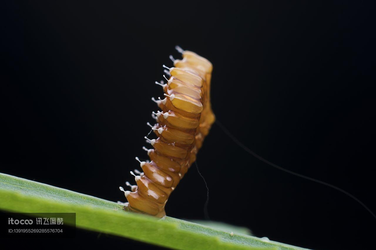 虫卵,昆虫,动物