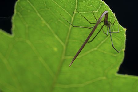 生物,昆虫,户外,自然,田园风光,环境,蜘蛛,特写,动物,植物,树叶