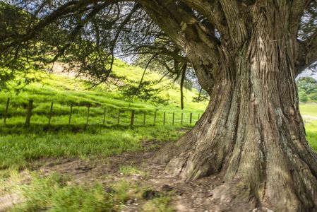植物,草原,民居,城镇,自然风光,国外,青草,新西兰