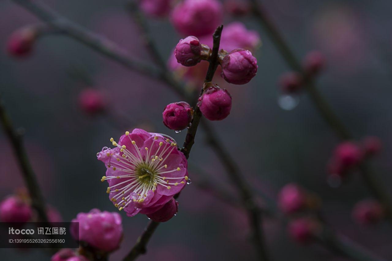 特写,红梅,植物