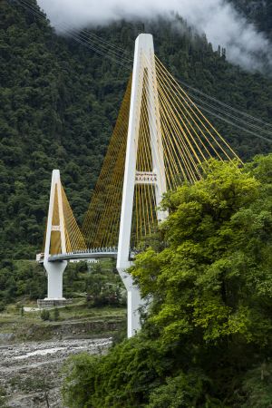 桥,森林,自然风光,中国,西藏,雾