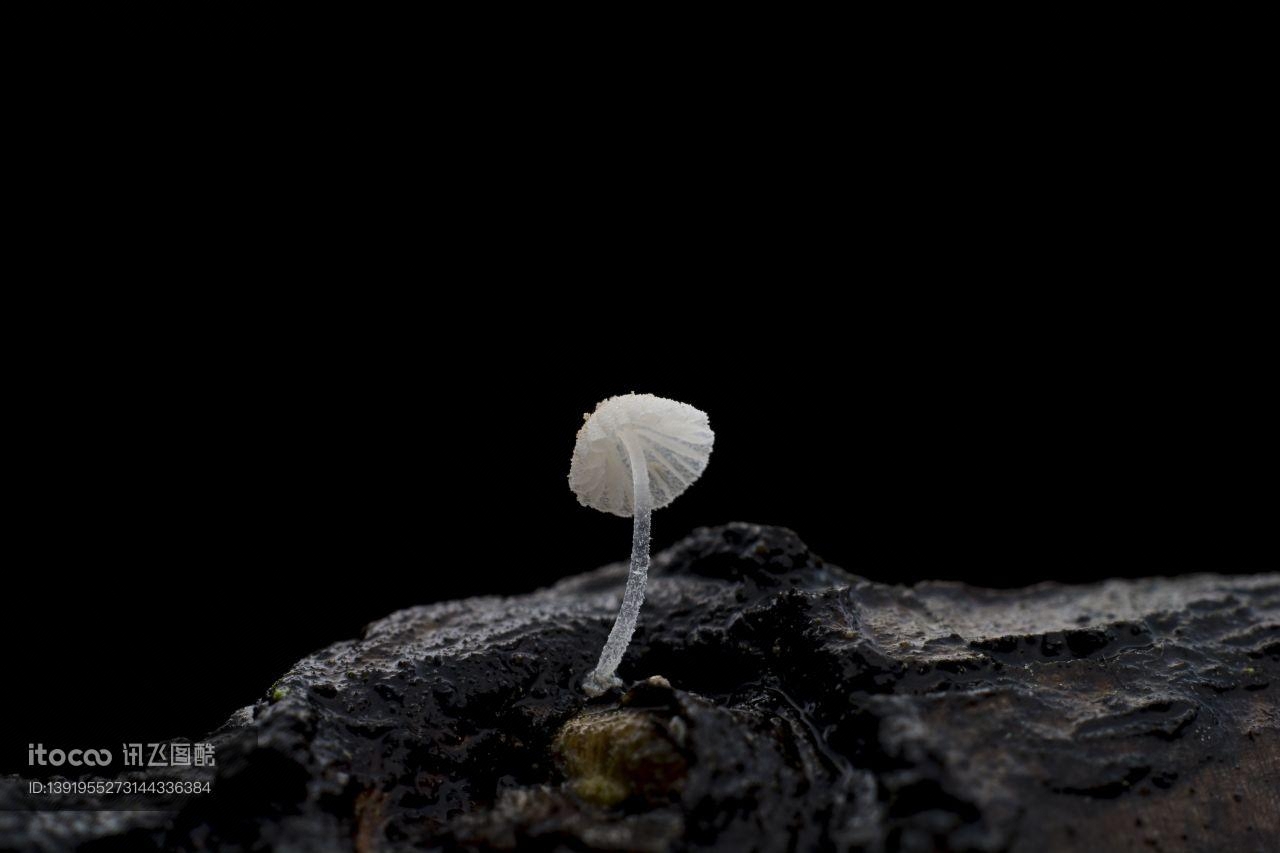 蘑菇（块菌）,户外,特写