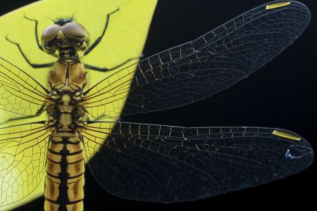 昆虫,节肢动物,昆虫类,动物,生物,特写