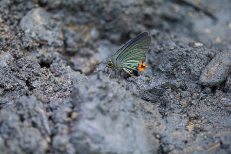 昆虫,节肢动物,昆虫类,动物,生物,特写,微距