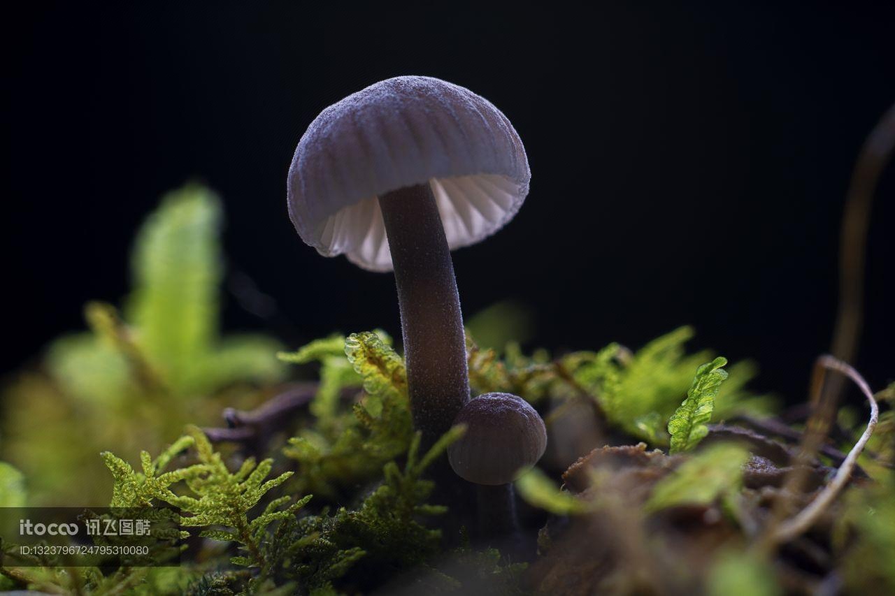 植物,真菌,蘑菇（块菌）