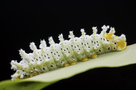 昆虫,幼虫,毛虫,动物,生物,特写,微距