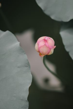 植物,荷花,映日荷花,粉红色的荷苞,生物