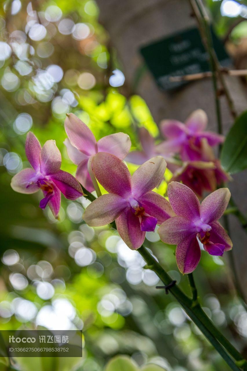 花,特写,生物