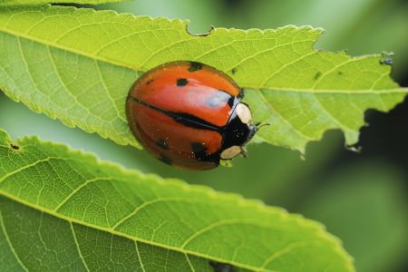 昆虫,节肢动物,动物,生物,微距,特写