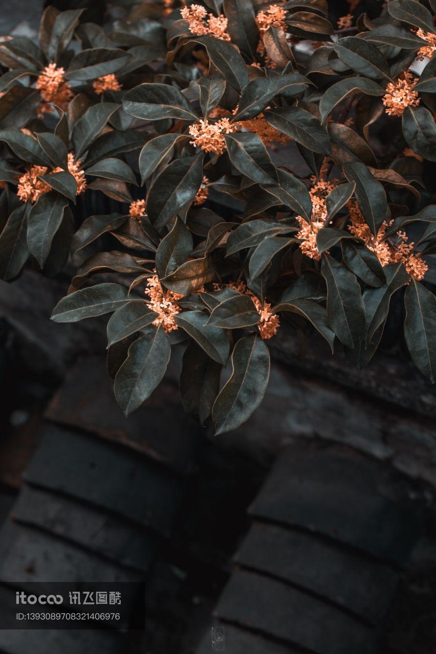 特写,桂花,木樨科